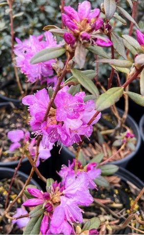 Rhododendron 'Conemaugh'