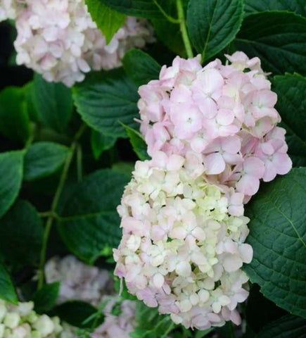 Hydrangea macrophylla 'Mini Penny'