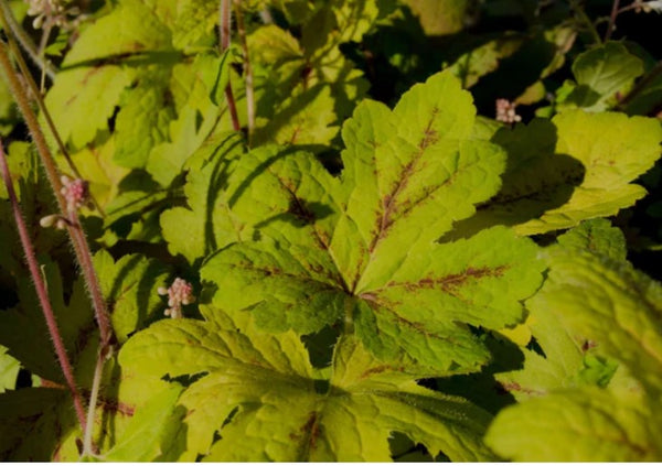 Heucherella x 'Sunrise Falls'