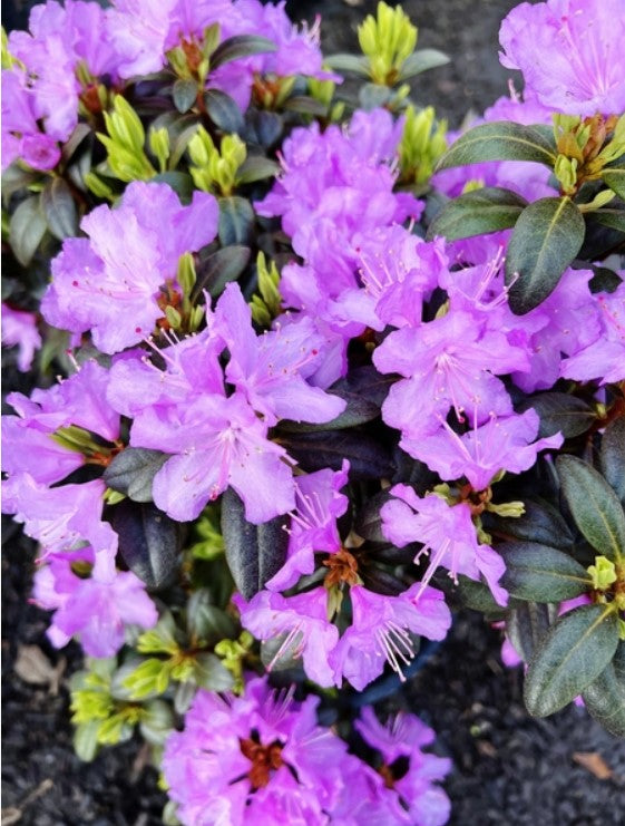 Rhododendron 'PJM Compacta' – plant lust
