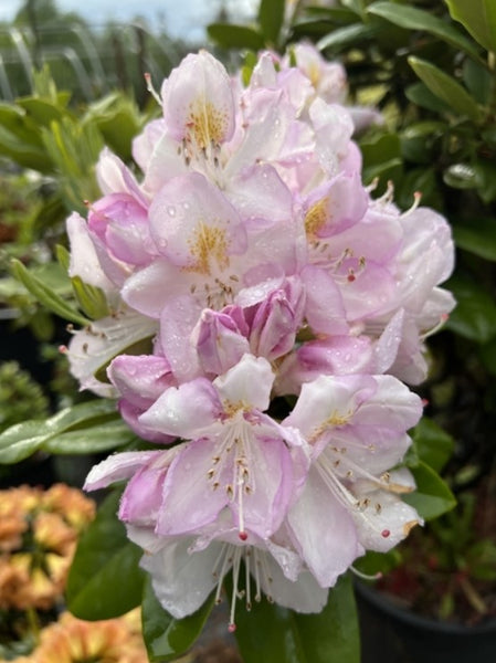 Rhododendron 'Gomer Waterer'