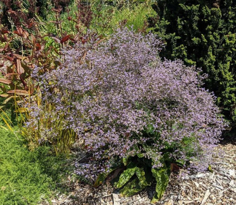 Limonium latifolium