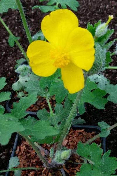 Stylophorum diphyllum (Golden Wood Poppy)