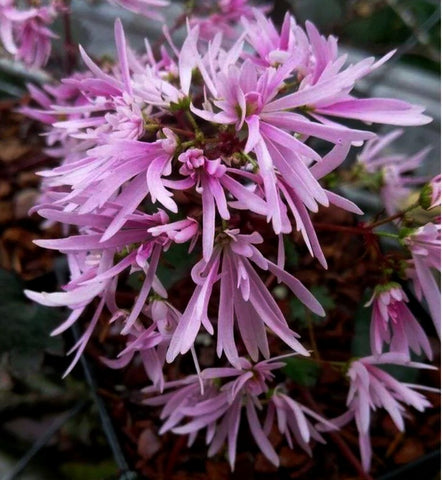 Saxifraga fortunei 'Pink Pixie'