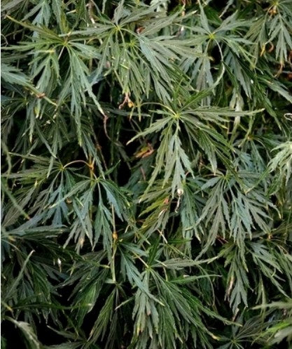 Acer palmatum 'Waterfall' (aka Laceleaf Japanese Maple)