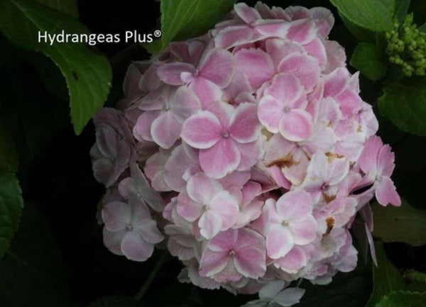 Hydrangea macrophylla 'Fanfare' (aka 'Wedding Ring')