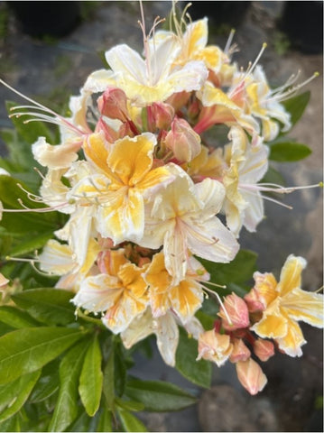 Rhododendron occidentale 'Crescent City Gold'