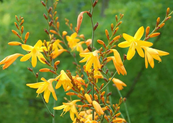 Crocosmia 'Coleton Fishacre'