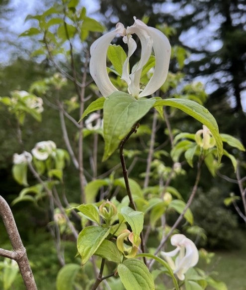 Cornus florida subsp. urbiniana (pringlei) [Cornus urbiniana var. urbiniana]