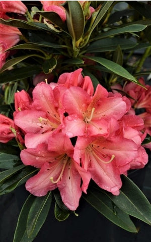 Rhododendron 'Whirlaway'