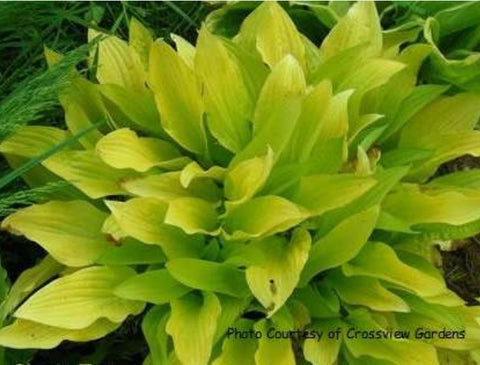 Hosta 'Cherry Tart'