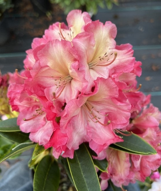 Rhododendron 'Dad's At A Distance' – plant lust