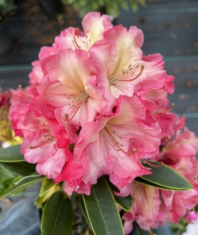 Rhododendron 'Dad's At A Distance'