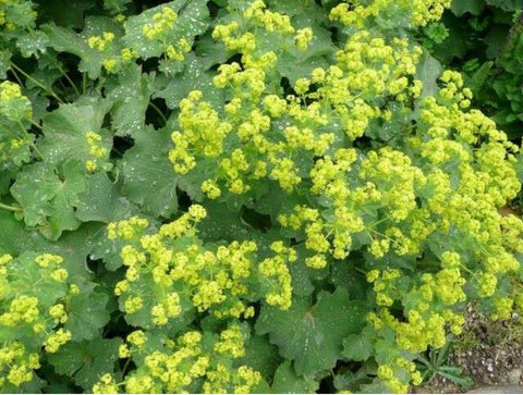 Alchemilla mollis 'Auslese' (aka Lady's Mantle)