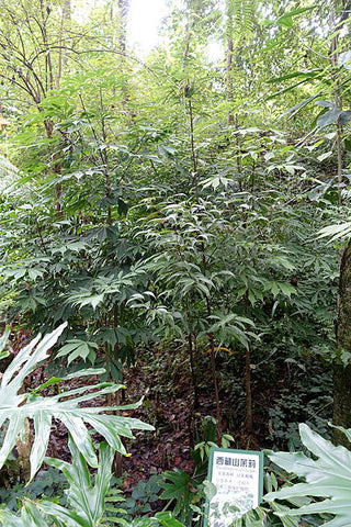 Huodendron tibeticum
