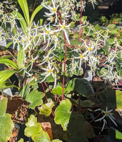 Saxifraga fortunei 'Rubrifolia'