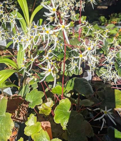 Saxifraga fortunei 'Rubrifolia'