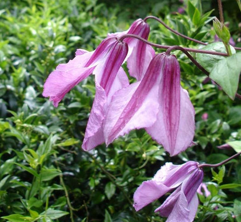 Clematis 'Alionushka'