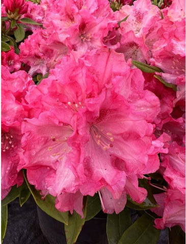 Rhododendron 'Pink Jeans'