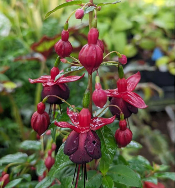 Fuchsia 'Debron's Black Cherry'