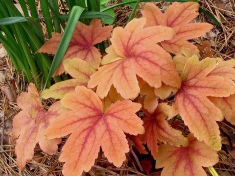 Heucherella 'Sweet Tea'