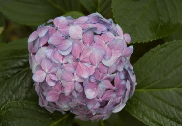 Hydrangea macrophylla 'Nigra' (Black Stem Hydrangea)