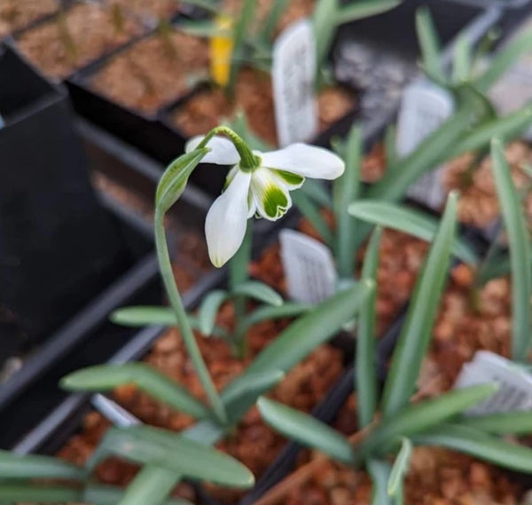 Galanthus novalis 'Hippolyta'