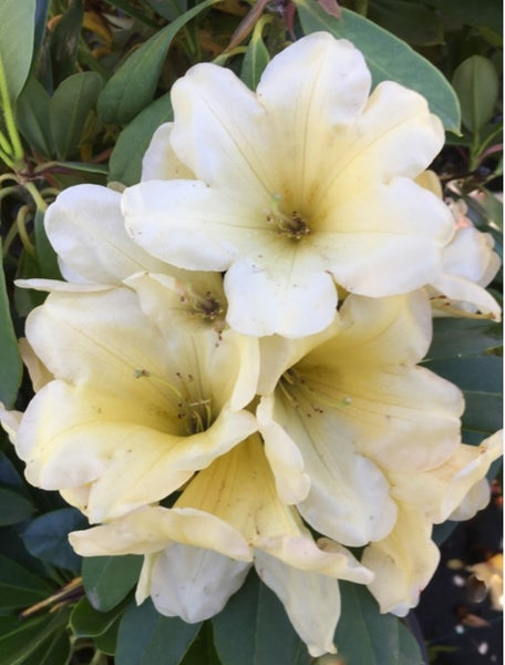 Rhododendron 'Catherine's Lemon Meringue'