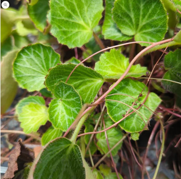 Saxifraga stolonifera 'Kamakura Silver'