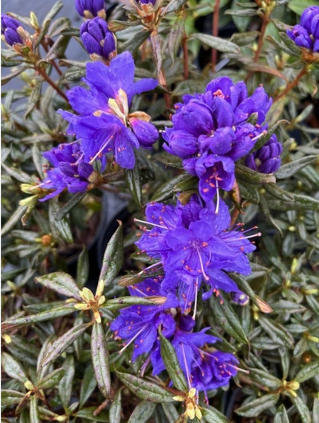 Rhododendron 'Gletschernacht'