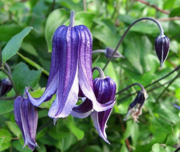 Clematis 'Rooguchi'