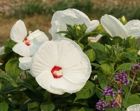 Hibiscus moscheutos 'Disco Belle White'