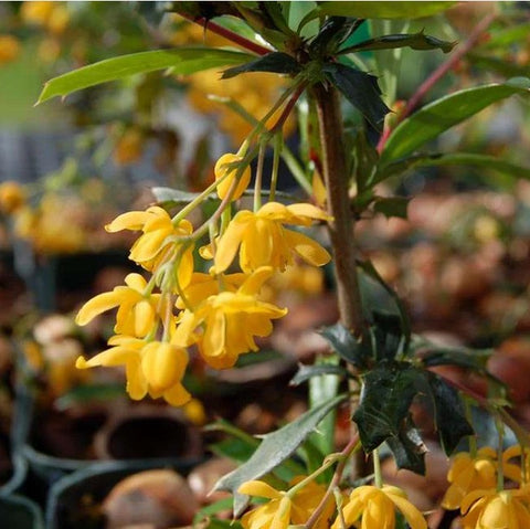 Berberis x stenophylla 'Irwinii'