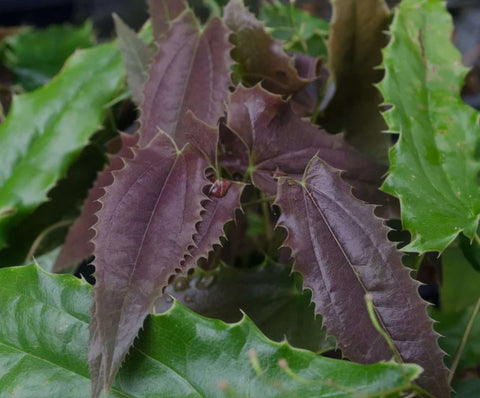 Epimedium 'Royal Dress'