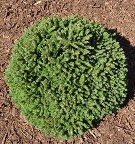 Picea orientalis 'Shadow's Broom'