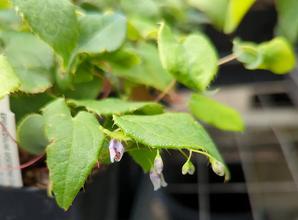 Epimedium epsteinii