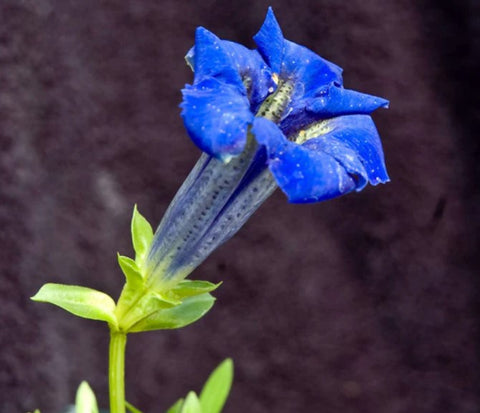 Gentiana acaulis 'Holzmann'