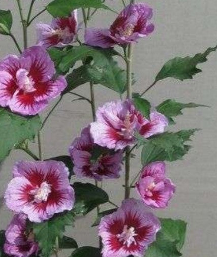 Hibiscus syriacus 'Purple Pillar'