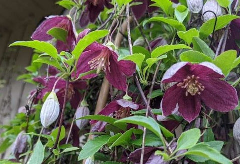 Clematis cirrhosa 'Lansdowne Gem'