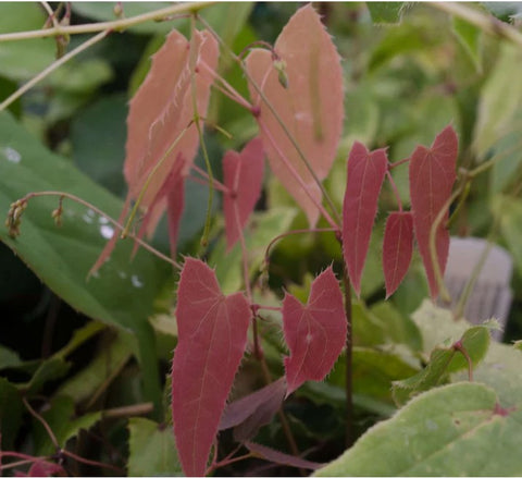 Epimedium fargesii