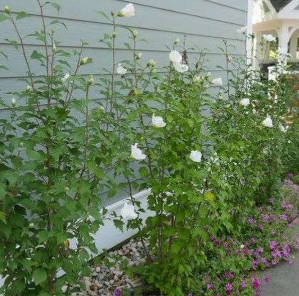 Hibiscus syriacus 'Gandini van Aart' (aka White Pillar)