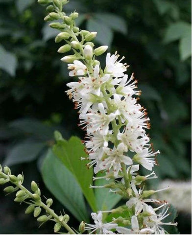 Clethra alnifolia 'Sugartina'