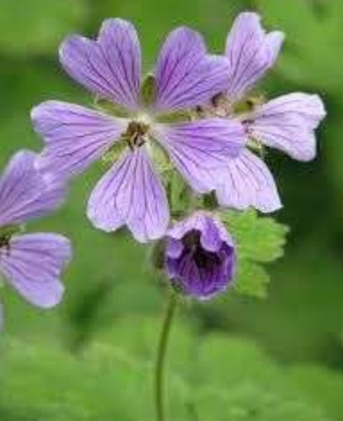 Geranium 'Philippe Vapelle'