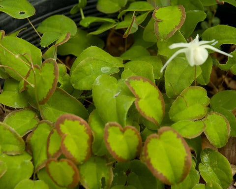 Epimedium grandiflorum 'Nanum'