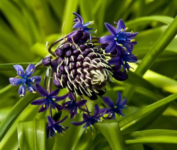 Scilla peruviana