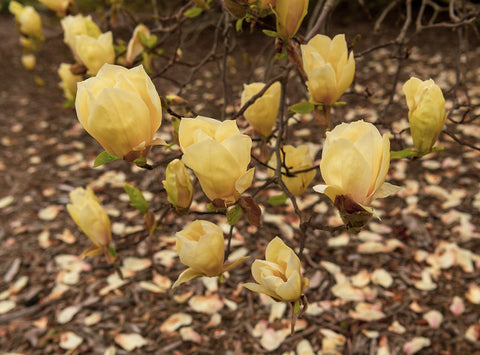 Magnolia 'Hot Flash'