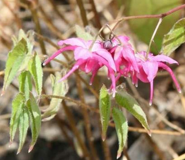 Epimedium grandiflorum 'Red Queen'