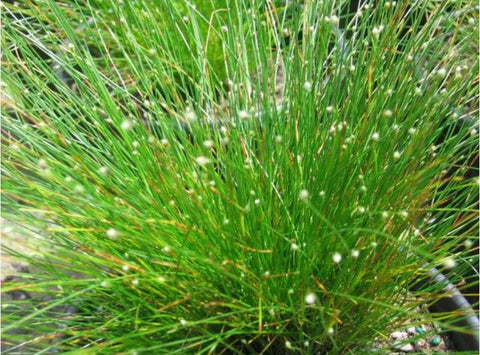 Isolepis cernua (aka Scirpus cernuus, Fiber Optic Grass)