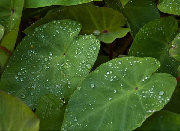 Colocasia esculenta 'Pink China'