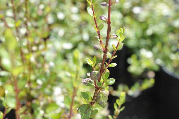 Abelia floribunda